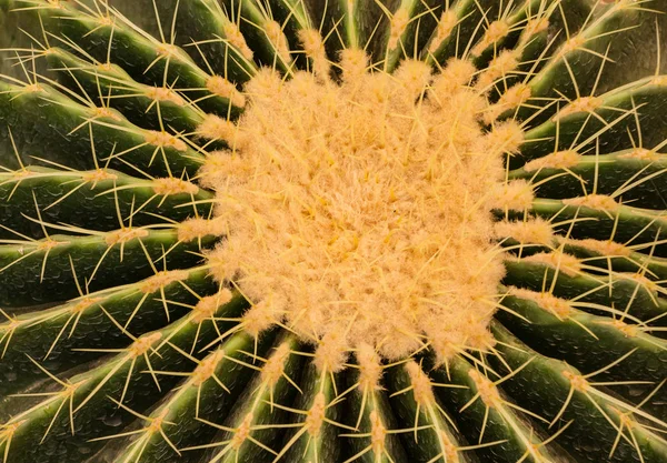 Echinocactus Grusonii Golden Ball — стокове фото