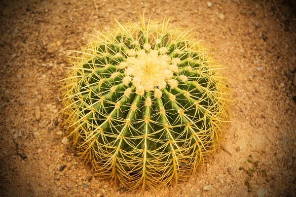 Goldener Ball Tropischer Kakteengarten Thailand — Stockfoto