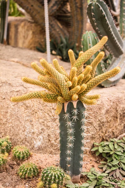 Mammillaria Länglicher Kaktus Auf Transplantat — Stockfoto