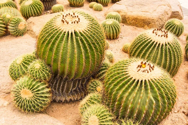 Altın Varil Veya Altın Top Kaktüsler Echinocactus Grusonii — Stok fotoğraf