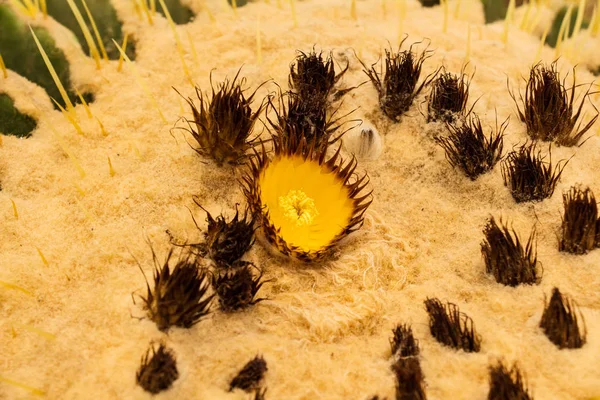 Χρυσή Βαρέλι Χρυσή Μπάλα Κάκτοι Echinocactus Grusonii — Φωτογραφία Αρχείου
