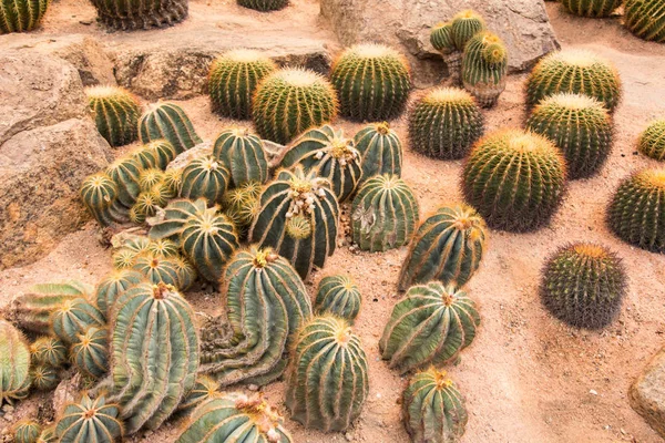 Notocactus Schumanianus Golden Ball Cactus — Fotografia de Stock