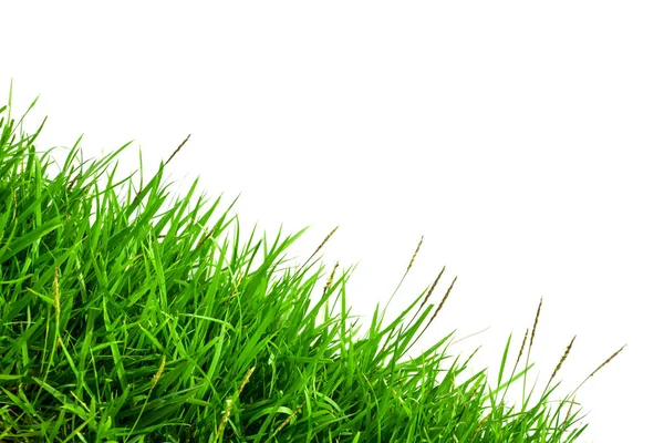 Green Grass Background Close — Stock Photo, Image