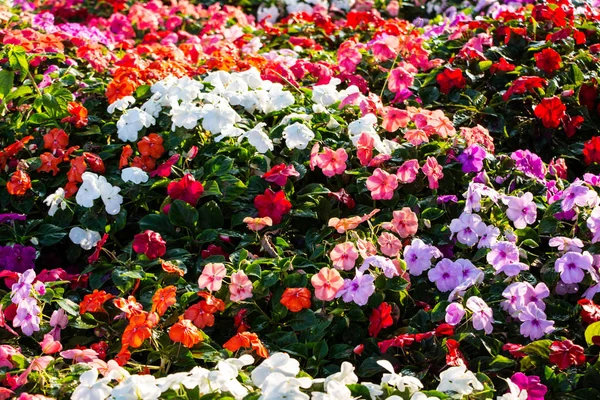 Impatiens Plants Blooming Profusely Summer Flower Garden — Stock Photo, Image