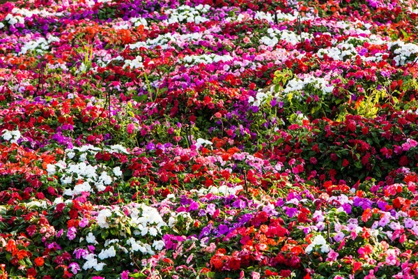 Multicolor Impacientes Plantas Que Florecen Profusamente Verano Flores —  Fotos de Stock