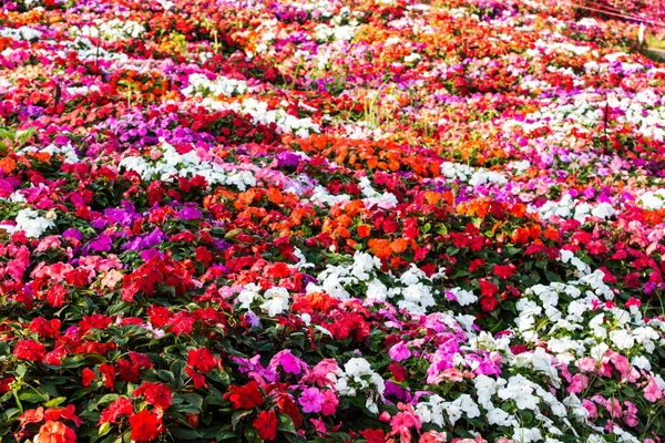 Hermoso Grupo Flores Impatiens —  Fotos de Stock