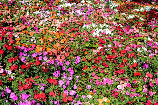 Impatiens Fondo Alfombra Flores —  Fotos de Stock