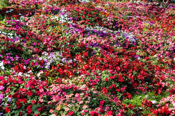 Flo でやたらと咲く色とりどりインパチェンス植物 — ストック写真