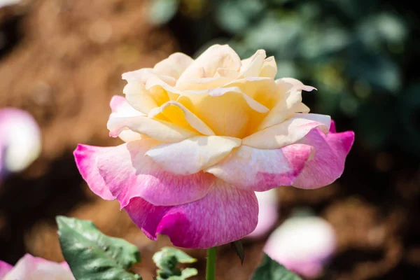 Rose Einem Garten — Stockfoto