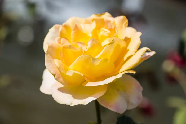 Amarelo Rosa Close Imagem — Fotografia de Stock