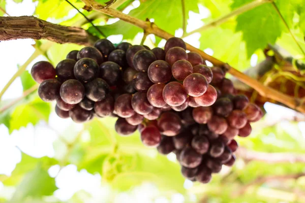 Grappoli Uva Vino Rosso Appesi Vino Nel Tardo Pomeriggio — Foto Stock