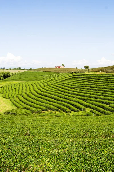 Tea Plantation Chiang Rai Thailand — Stock Photo, Image
