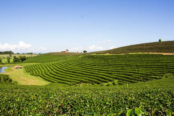 Green Tea Plantation Landscape Agriculture Farming — Stock Photo, Image