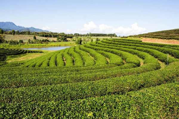Green Tea Plantation Landscape Agriculture Farming — Stock Photo, Image