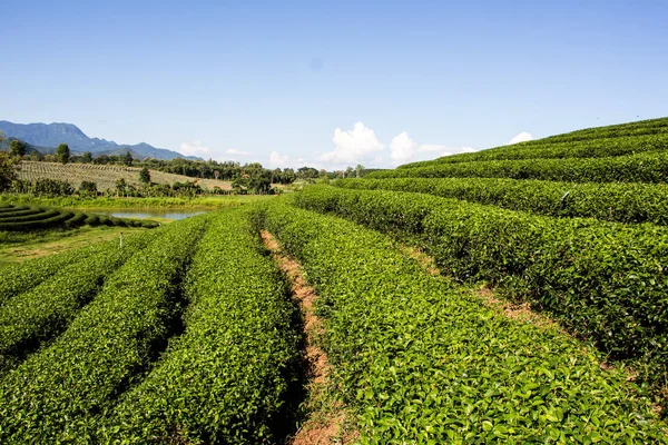 Tea Plantations Thailand — Stock Photo, Image