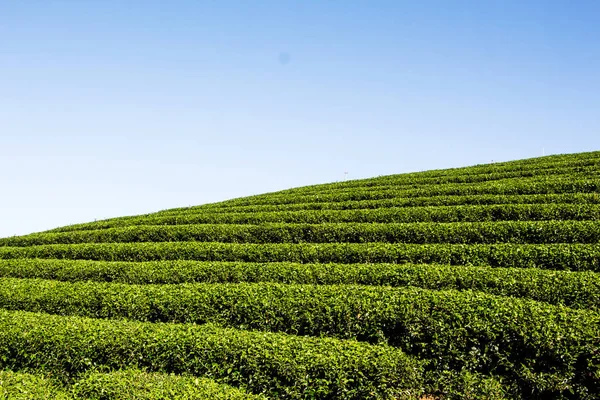 Beautiful Fresh Green Tea Plantation — Stock Photo, Image