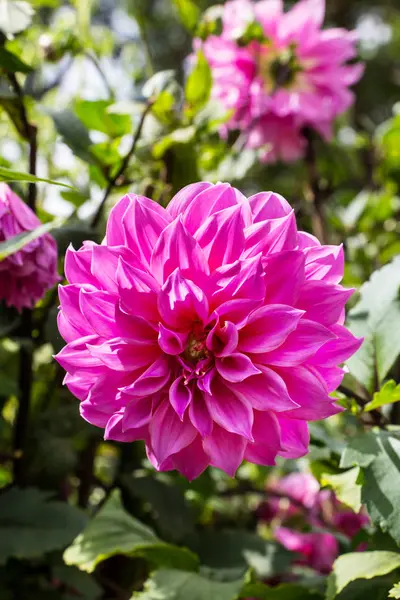 Flores Dalia Jardín —  Fotos de Stock