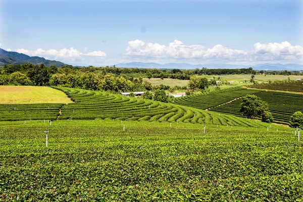 Tea Plantation Thailand — Stock Photo, Image
