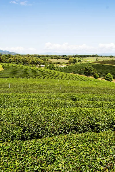 Green Tea Plantation Landscape Agriculture Farming — Stock Photo, Image