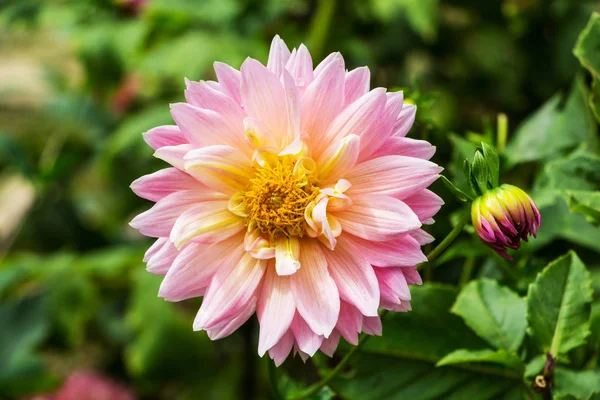 Flores Doi Tung Garden Chiang Rai Tailandia —  Fotos de Stock