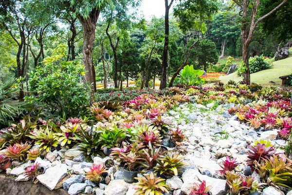 Parkta Yetişen Sulu Bitkiler — Stok fotoğraf