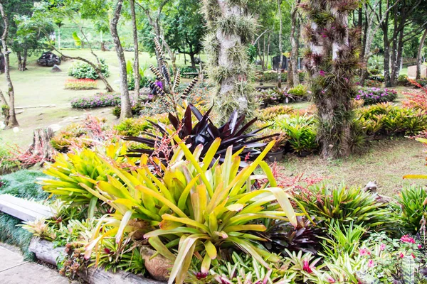 Green Tropical Garden Travel — Stock Photo, Image
