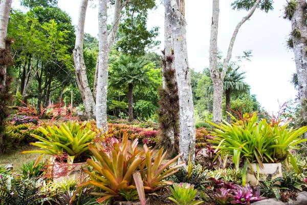 Yeşil Tropikal Bahçe Seyahat — Stok fotoğraf