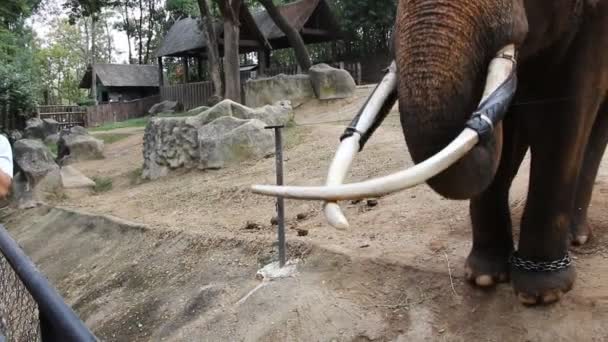 Gefesselter Elefant Zoo Isst Banane Video — Stockvideo