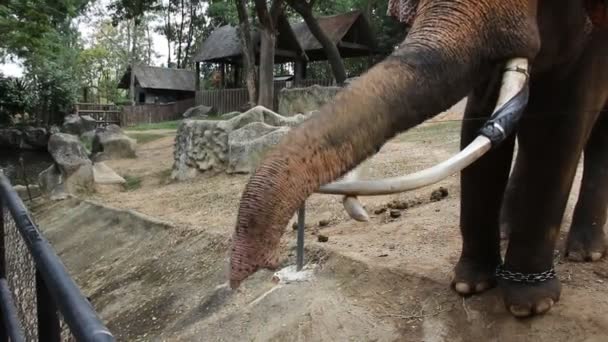 Elefante Encadenado Zoológico Comer Plátano Vídeo — Vídeo de stock