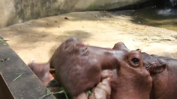 Close Hippos Eating Zoo — Stock video