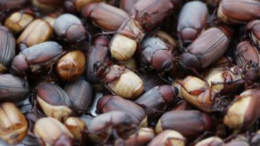 Hata videosu, tam çerçeve resmi