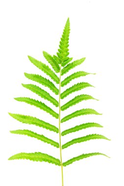 beyaz izole fern Şubesi