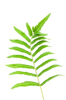 Yeşil eğreltiotu yaprakları, bitki örtüsü ve yeşillik kavramı 