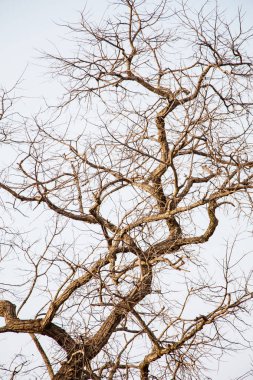 Kuru ve ölü ağaç