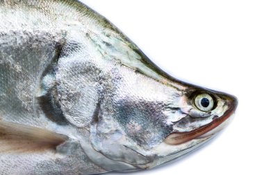 Beyaz arka plan üzerinde balık kafası