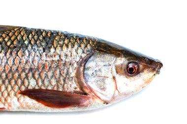 Probarbus jullieni Freshwater balık