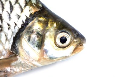 balık başı beyaz arkaplanda izole