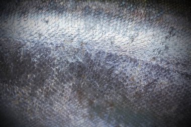 Balık ölçekler arka plan yakın çekim 