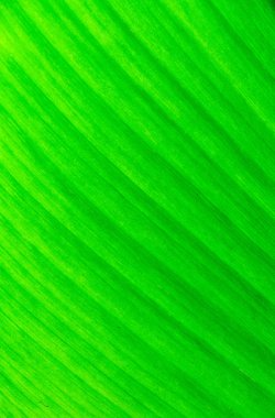 bir bitkinin yaprak yakın çekim