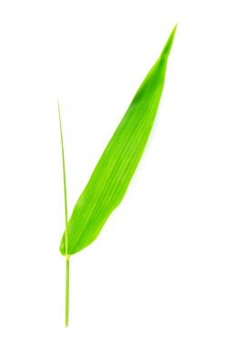 Beyaz arkaplanda izole edilmiş bambu yaprakları