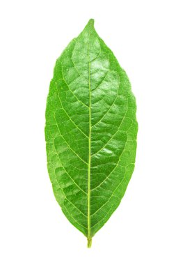 Yeşil yaprak, seçici odak