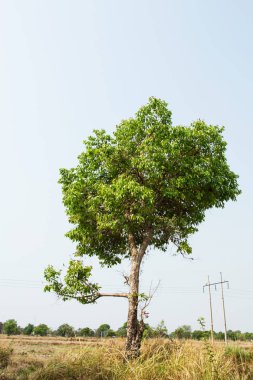 cumini ağaç yakın çekim 