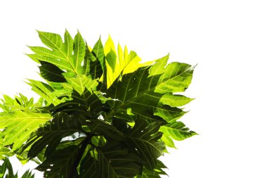 Meyveler yaprak beyaz arka plan üzerinde