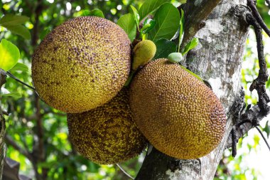 Nefesi ağaç üzerinde Kapat 