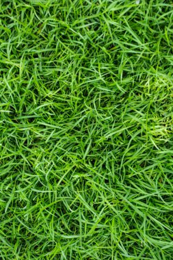 yeşil çim arka plan kullanın