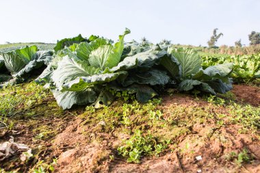 Lahana sebze yakın çekim 