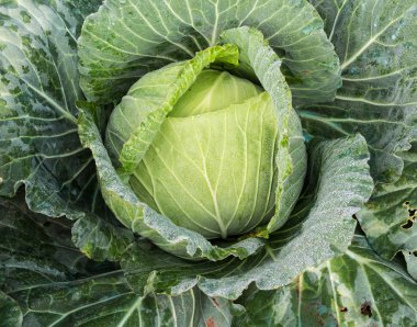 Sebze bahçesinde taze lahana yakın plan.