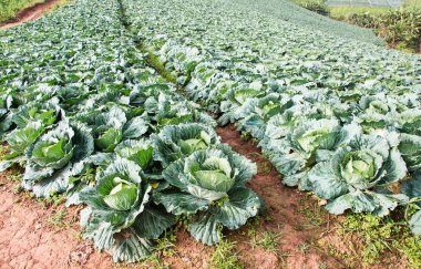 Lahana tarlası, seçici odak