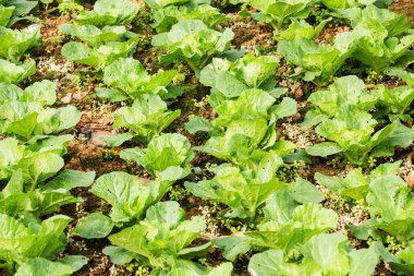 lahana alan, Phu tabberk, Petchabun, Tayland