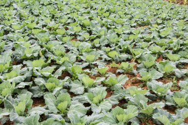 lahana alan, sebze alan dağ, Petchabun, Tayland